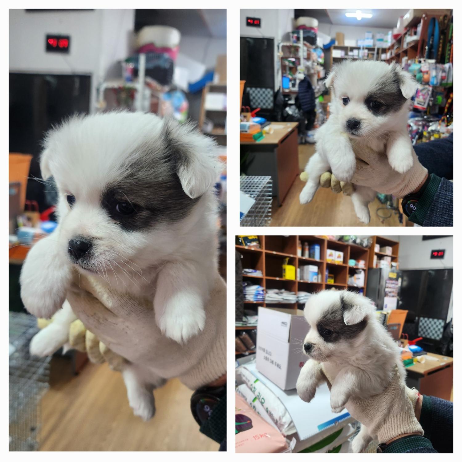 종합축산_447512202500168